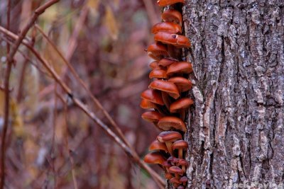 Colorful Fungus