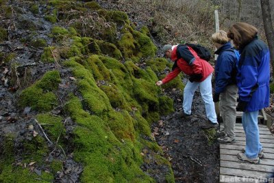 Checking out the saturated moss