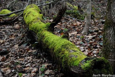 Dead tree supporting lots of life