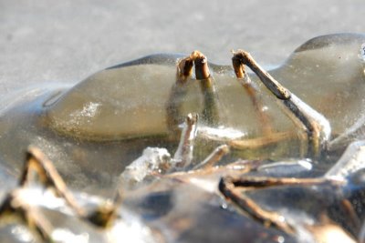 Ice mounded around some weeds