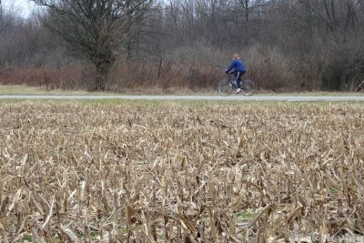 Harvested corn field