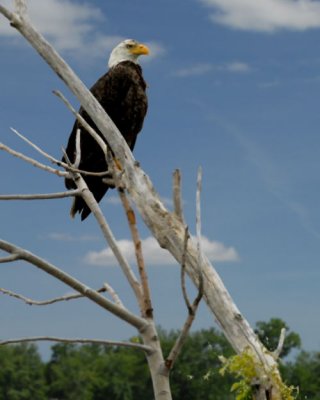 Grand Lake Eagle