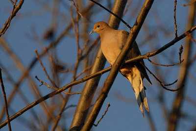 Morning Dove in the morning light