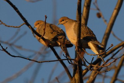 Morning Doves in morning light