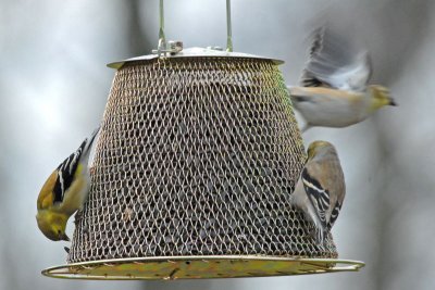 Goldfinch on feeder