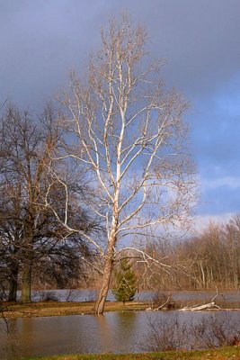 Sycamore on Lake Loramie