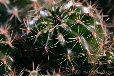 Cactus Close-up