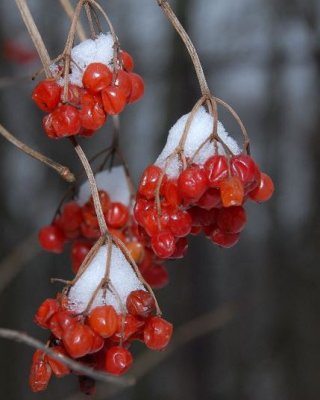 Snow on the Cranberries