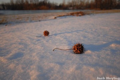 Sycamore Seeds Waiting for Spring