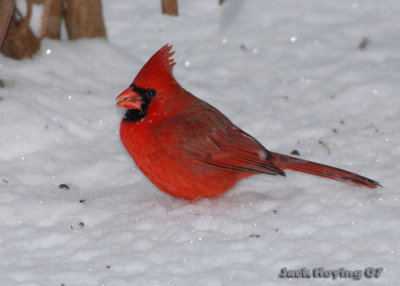 Sparkling Male Cardinal