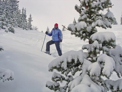 In the Trees at Breckenridge