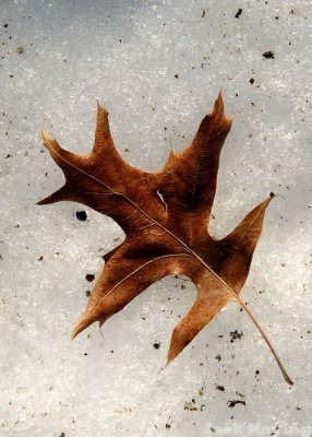 Oak leaf on the snow
