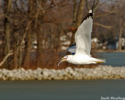 Sea Gull with a catch 2