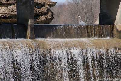 Heron fishing above the spillway