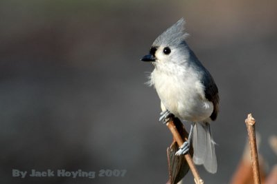 Tufted Titmouse 8