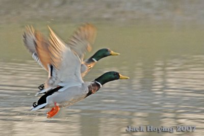 Mallards at Takeoff