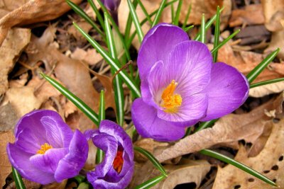 First Crocus of 2007