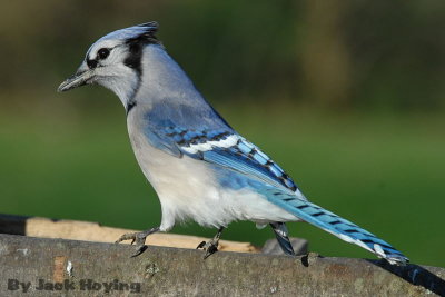 Blue Jay wondering where that clicking sound is coming from