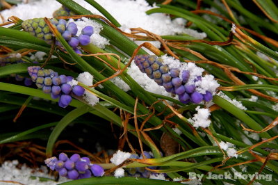 Snow on the Grape Hyacinth