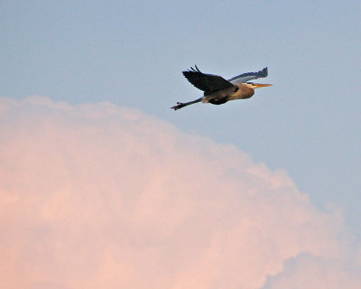 Flying Heron into the Sunset