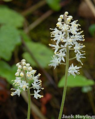 Foamflower