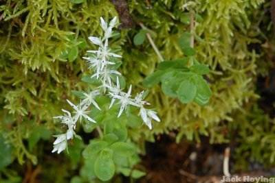 Wild Stonecrop