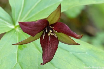 Southern Red Trillium