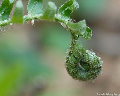 Unfurling Fern