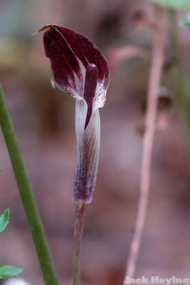 Jack in the Pulpit