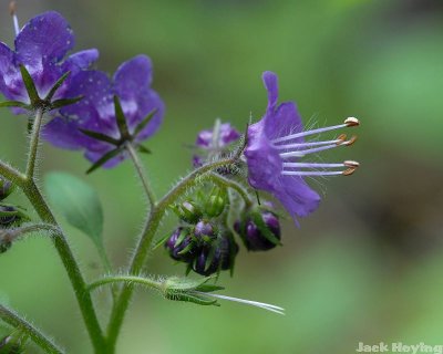 Jacob's Ladder