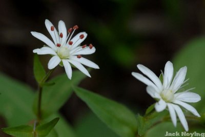 Common Chickweed