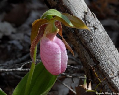 Moccasin Flower, (Pink Lady's Slipper)