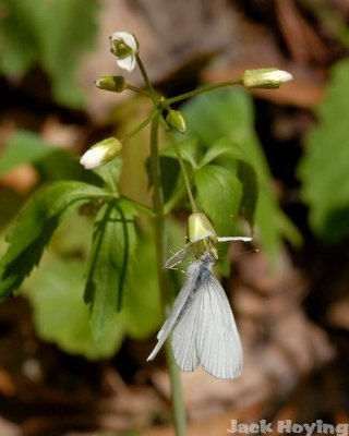 Butterfly on Large Cuckoo Flower (Lady's Smock)