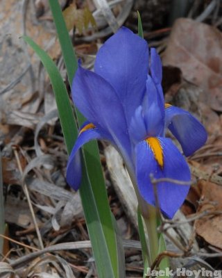 Dwarf Iris