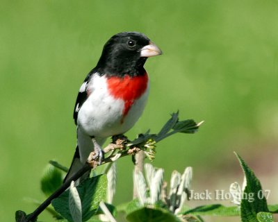 Rose Breasted Grosbeak perched