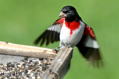 Rose Breasted Grosbeak on Feeder