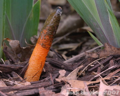 Orange Fungus - Mutinus caninus