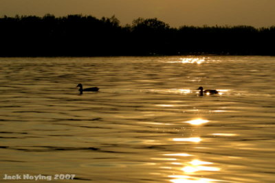 Ducks on Golden Pond