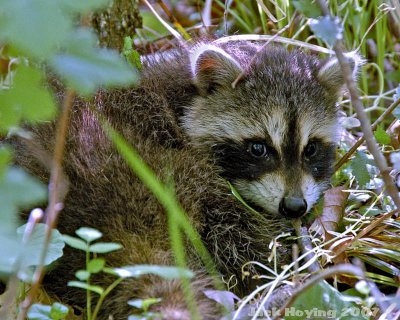 Baby Racoon trying to hide in the woods