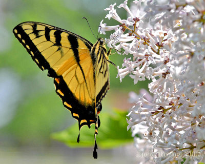 Swallowtail on Lilac Bush