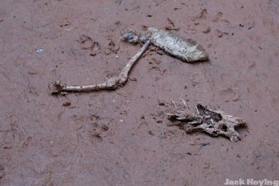 Rabbit remains were scattered throughout the canyon, thanks to the hawk population