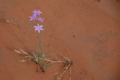 Desert Survivor