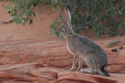 Jack Rabbit posing