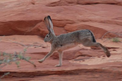 Jack Rabbit on the move