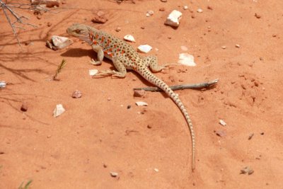 Colorful Colared Lizard