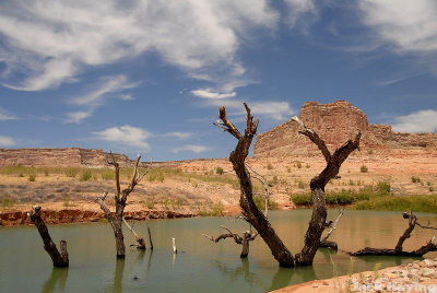 Old submerged trees