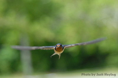 Incoming Swallow