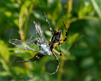 Black and Yellow Argiope - Argiope aurantia with dragonfly