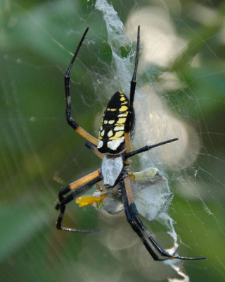 Black and Yellow Argiope - Argiope aurantia with lunch