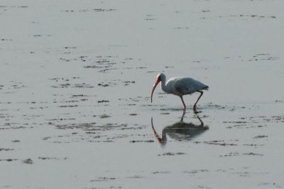 Ibis in the Pea Island National Wildlife Refuge